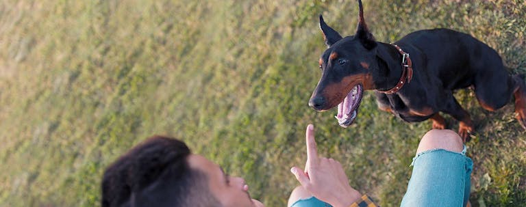 How to Train a Doberman to Not Bite